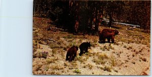 M-62191 Mother Bear & Cubs Grand Tetons Wyoming