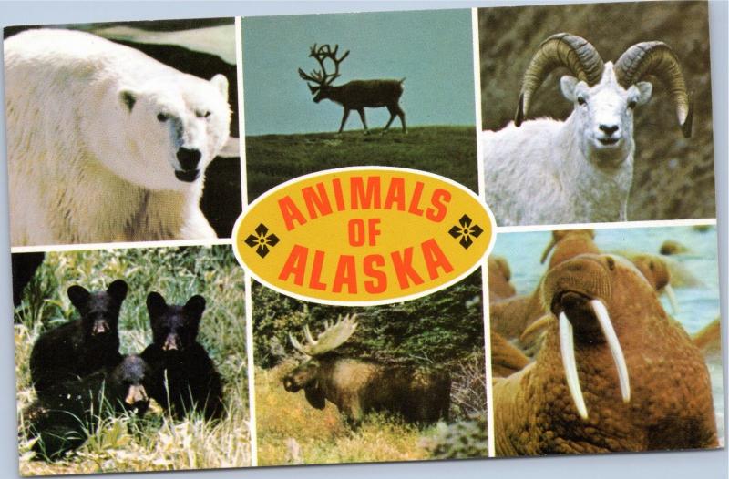 postcard Animals of Alaska - multiview bear,caribou,reindeer,dall,moose,walrus