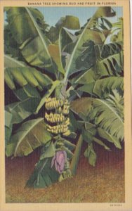 Florida Banana Tree Showing Bud and Fruit Curteich