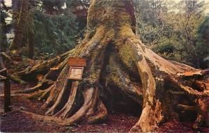 Redwood Highway California~Octopus Tree~1950s PC