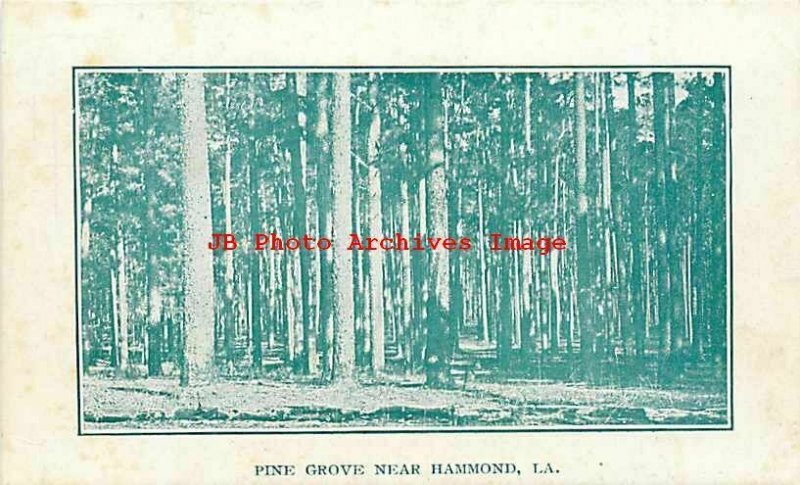 LA, Hammond, Louisiana, Pine Grove