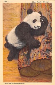 Giant Panda Bear Chicago, Illinois, USA Unused 