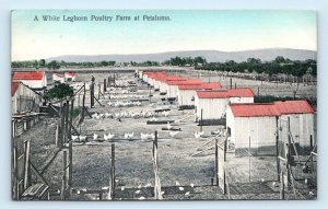 PETALUMA, CA California ~ WHITE LEGHORN CHICKEN FARM 1909 Sonoma County Postcard