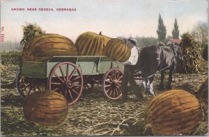 Geneva, Nebraska-Man loading giant Giant Pumpkins into wagon-1916