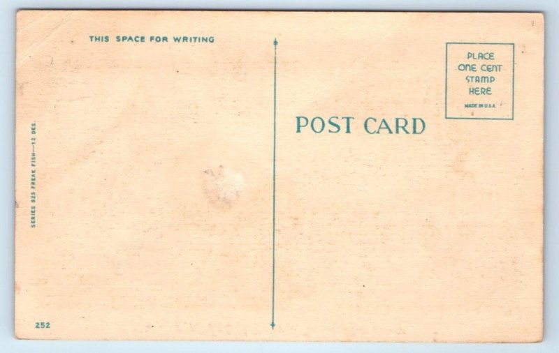 Greetings From WACHAPREAQUE, VA Virginia ~ FISH EXAGERRATION c1940s Postcard