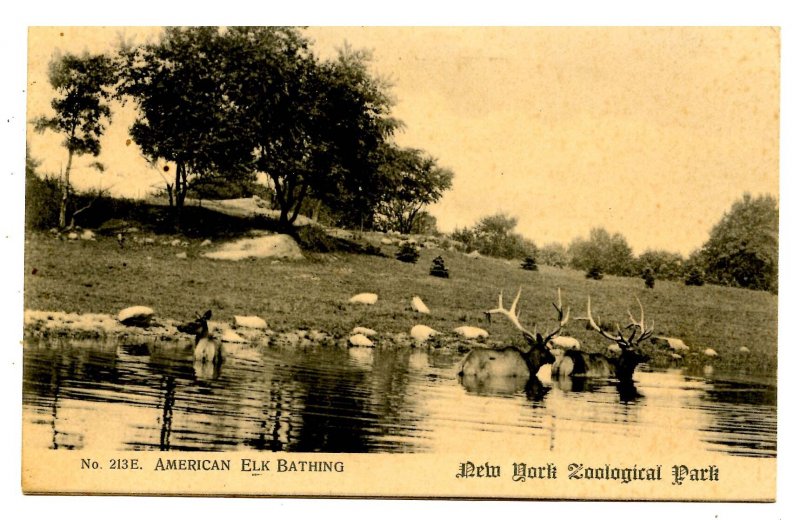 American Elk