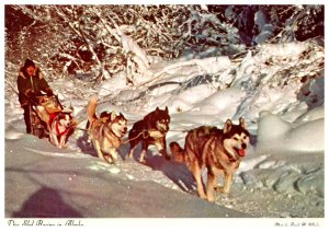 Alaska  Dog Sled Racing