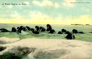 Arctic Region - A Walrus Herd