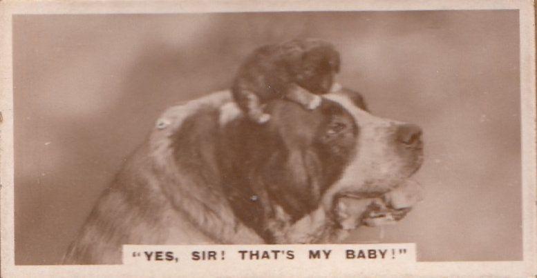 Yes Sir Thats My Baby Dog Dogs Antique German Real Photo Cigarette Card