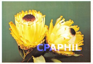 Postcard Modern PROTEA barbigera-South Africa