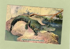 Alligator Early Vintage Postcard, Parrot Jungle, Miami, Florida, Reptile