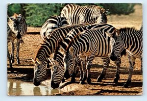 Wildlife of Kenya Burchell's Zebras 4x6 chrome Postcard