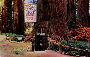 US    PC862  WORLD FAMOUS TREE HOUSE 4000 YR OLD REDWOOD TREE