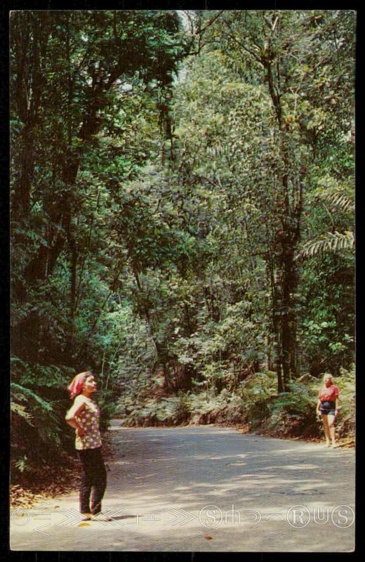 Fern Gully, Ocho Rios, Jamaica, The W.I.