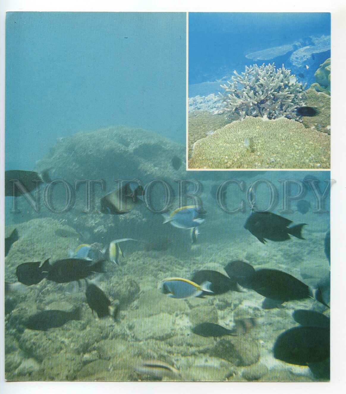 488785 1977 Speleo Diving Expedition Ceylon SRI LANKA Underwater Fish