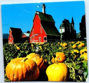Postcard - Pumpkin Farm in California