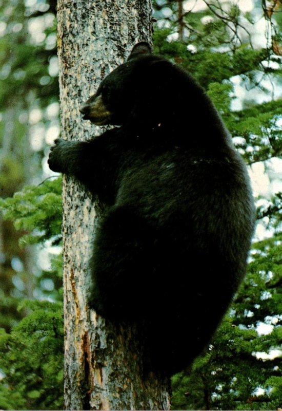 Yellowstone National Park American Black Bear