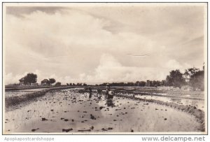 Picking Rice in Rice Patties Real Photo