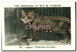 Image Zoo of Vincennes wood jaguar, South America