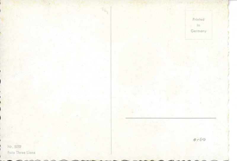 Cat, on alert Modern German photo postcard 1970s