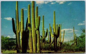 Family Group Of Saguaros Desert Cactus Giant Cacti Southern Arizona AZ Postcard