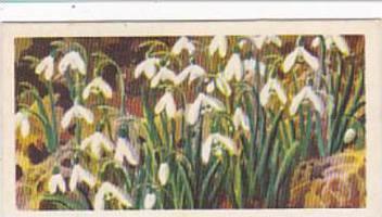 Brooke Bond Tea Trade Card Wild Flowers No 1 Snowdrop