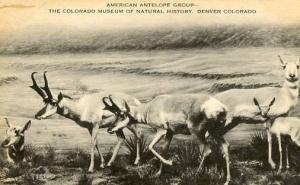 CO - Denver. American Antelope Group