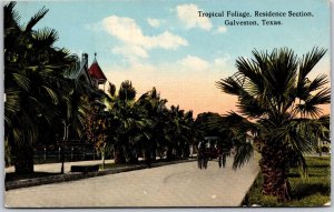 Galveston Texas, 1915 Tropical Foliage, Residence Section, Palm Trees, Postcard