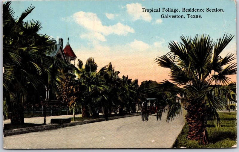 Galveston Texas, 1915 Tropical Foliage, Residence Section, Palm Trees, Postcard