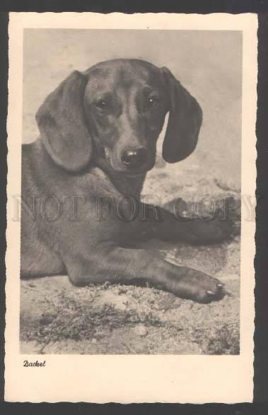 109434 Lovely DACHSHUND Dackel Vintage PHOTO PC