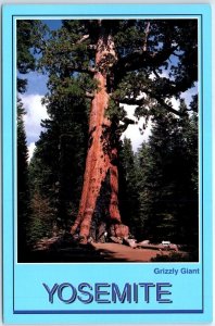 Postcard - Grizzly Giant, Yosemite National Park - Fish Camp, California