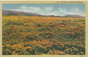 America Postcard - Flowers - A Field of California Poppies - Ref TZ7144
