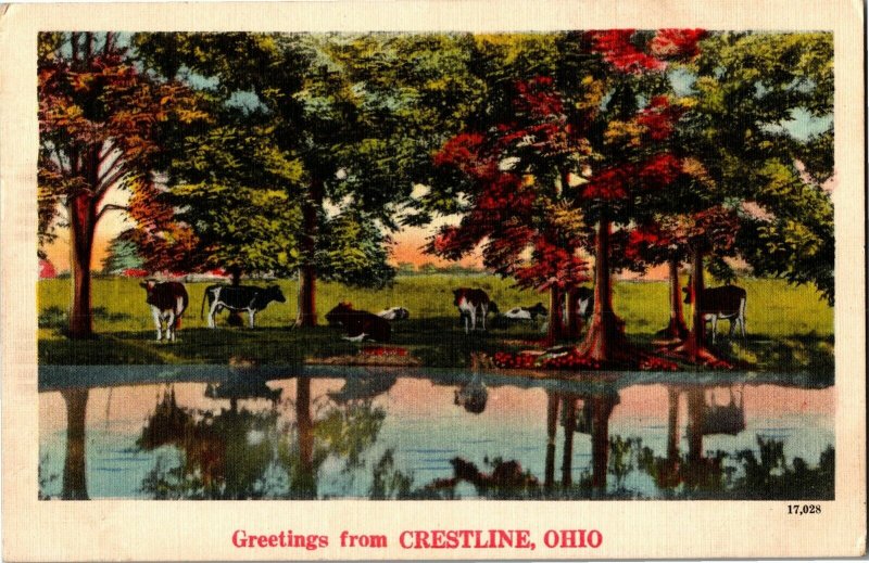 Pastoral Scene of Cows, Greetings from Crestline OH c1946 Linen Postcard E35