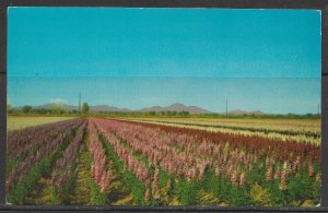 Arizona - Fields Of Stock - Flowers - [AZ-202]