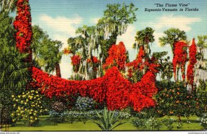 Florida Beautiful Flame Vine In Full Bloom Curteich