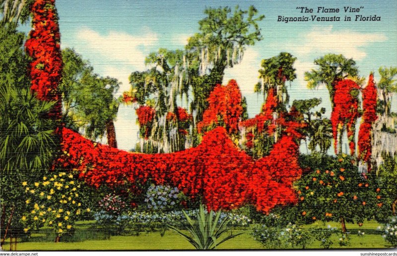 Florida Beautiful Flame Vine In Full Bloom Curteich