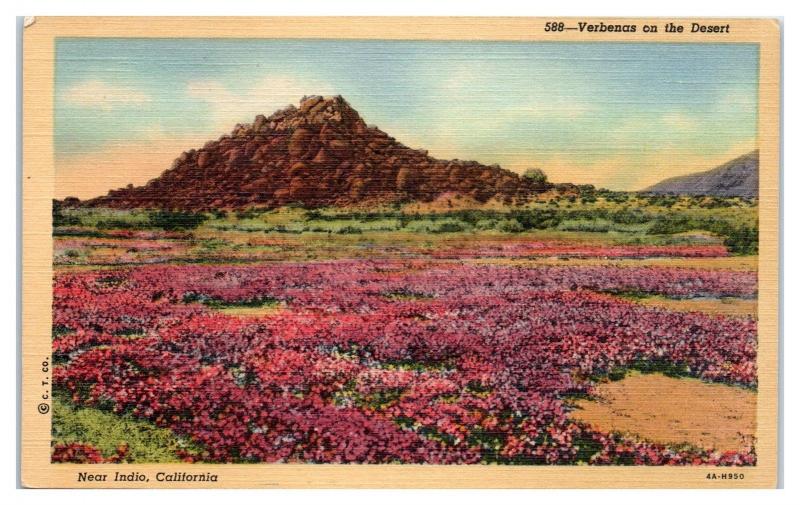 Mid-1900s Verbenas on the Desert near Indio, CA Postcard