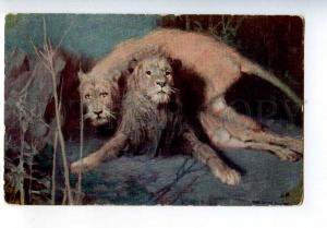 258641 NIGHT Wild Cats LION & Lioness Tade STYKA russia LAPINA