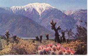 US    PC921 SNOW-CAPPED MOUNTAINS, DESERT CACTUS IN BLOOM