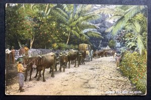 Mint Jamaica Color Picture Postcards Sugar & Rum In Route