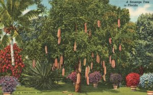 Vintage Postcard Sausage Tree Kigelia Pinnata Fetish Riviera Gardens Miami FL