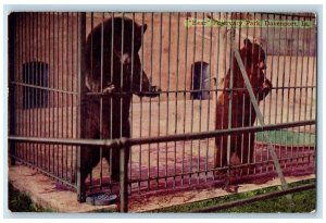 c1950's Bear Fejervary Park Mother & Cub Bear On Cage Davenport Iowa IA Postcard