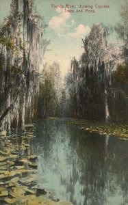 Vintage Postcard 1910's Florida River Showing Cypress Trees And Moss Florida FL