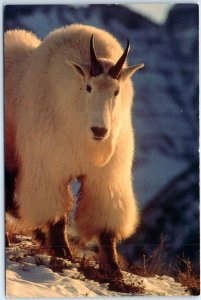 M-87279 Rocky Mountain Goat