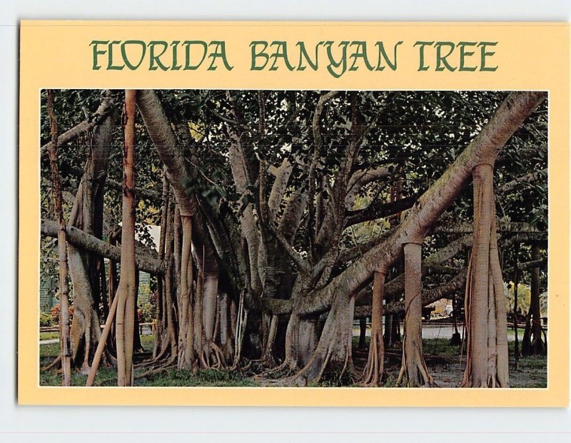 Postcard Florida Banyan Tree, Florida