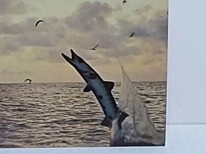Florida Fishing Barracuda Vintage Postcard Unposted