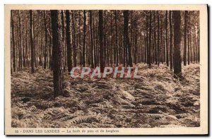 Old Postcard In Les Landes La Foret de Pins and Fougeres