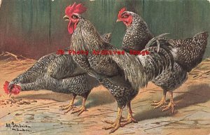 Alfred Schonian, Nister No 99-3, Plymouth Rock Rooster & Chickens