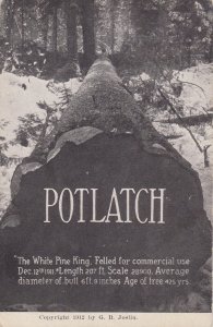 Washington Potlatch The White Pine King Logging Felled 12 Decembe...