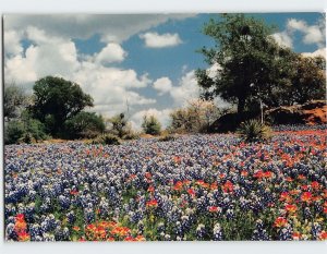 Postcard Springtime in Texas Greetings from Texas USA